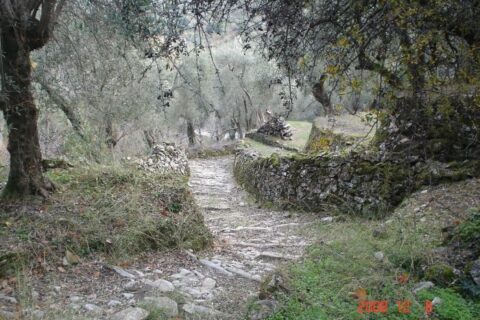 μοδουσα ελαιώνας